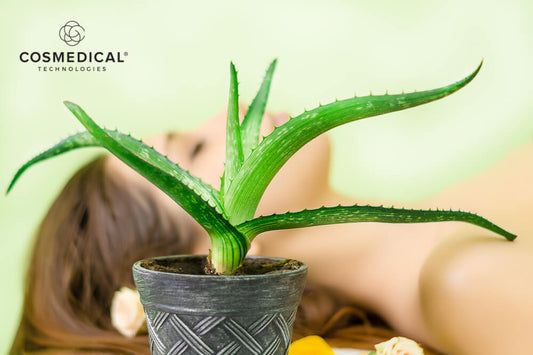 aloe vera plant woman laying down